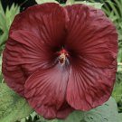 4.5" pot HEARTTHROB Hardy Hibiscus Plant