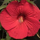 4.5" pot FIREBALL Hardy Hibiscus Plant