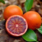 Moro Blood Orange Tree 26-30" Tall Live Citrus Plant Gallon Pot Grafted
