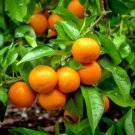 Dwarf Shiranui/Sumo Mandarin, Dekopon Tangerine Tree 26-30" Live Citrus Plant