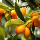 Nagami Kumquat Tree 26-30" Tall Live Citrus Plant Gallon Pot Grafted