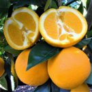 Washington Navel Orange Tree 26-30" Tall Live Citrus Plant 1 Gallon Pot