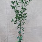 Kaffir Lime Tree 28-36" Tall 3 Gallon Pot Live Plant Citrus Hystrix