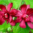 Carolina Allspice/Sweet Shrub 6-18" Tall Plant Qt Pot Calycanthus floridus