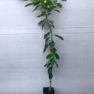 Key Lime Tree (Thornless) Grafted plant 1 gallon 2-3 ft tall, Florida only!