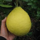 1-2 ft. Ponderosa Lemon 1 Year old, Florida shipping only!