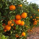 Valencia Orange Tree, Citrus Nursery Pot, grafted, 1-2 ft tall, Florida only!!