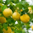 Harvey Lemon (Citrus × pyriformis) Grafted plant, Florida only!