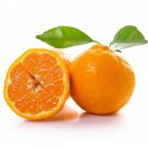 Sugar Belle Orange (Citrus reticulata Clemintine x Minneola), Florida only!