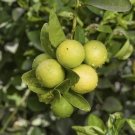 Key Lime (Citrus × aurantiifolia) Grafted plant 1 gallon, Florida only!