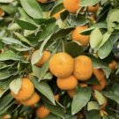 Dancy Tangerine (Citrus tangerina) Grafted plant, Florida only!