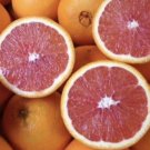 Cara Cara Red Navel Orange (Citrus sinensis) Grafted plant, Florida only!