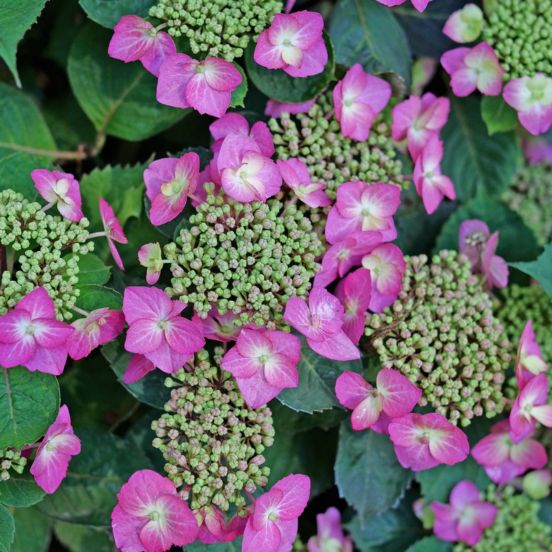 4" Pot - TUFF STUFF TOP FUN Mountain Hydrangea - Hydrangea serrata
