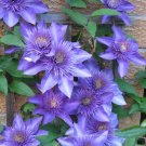 2.5" Pot - Multi Blue Clematis - NEW! - Navy Blue Double Flower