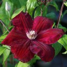 2.5" Pot - Red/Rouge Cardinal Clematis Vine - Velvety Crimson Flowers