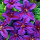 2.5" Pot - Mrs. N. Thompson Clematis Vine - Purple & Scarlet Blooms