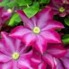2.5" Pot - Pink Champagne Clematis - Deep Pink/Light Mauve/Yellow Anthers