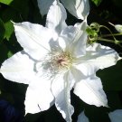 2.5" Pot - Gillian Blades Clematis - Hint of Blue to Pure White