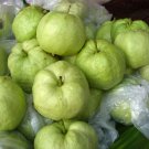 Thai GUAVA (Psidium guajava) live Tropical Fruit tree 8”-16”