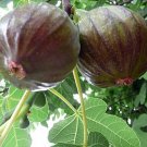 2.5" Pot - Ultra Hardy Olympian Fig Plant - Very Sweet