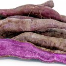 All Purple Sweet Potato Slips - Ipomoea batatas - 2 Slips