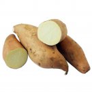 White Haymon Sweet Potato Slips - Ipomoea batatas - 2 Slips