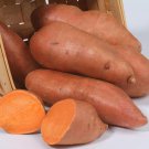 Hernandez Sweet Potato Slips - Ipomoea batatas - 2 Slips