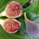 2.5" Pot - C's Red Edible Fig Plant - Ficus carica - Sweet