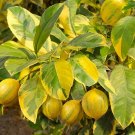 Pink Variegated Eureka Lemon Tree - 24-36" Tall - Live Citrus Plant - Gallon Pot