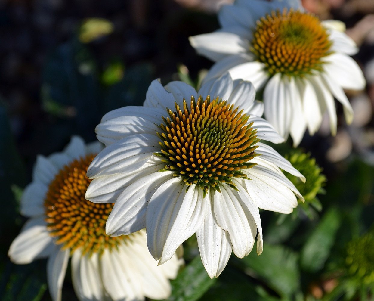 Pow wow coneflower plant