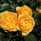 4" Pot - Julia Child Rose Bush Butter Yellow