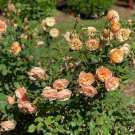4" Pot - FLAVORETTE Honey-Apricot Rose