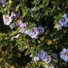 4" Pot - Azurri Blue Satin Rose of Sharon Hibiscus