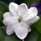 4" Pot - Arabian Tea Jasmine Plant Maid of Orleans