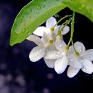 6" Pot - Water Jasmine Wrightia religiosa Bonsai/House Plant