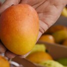 Mango ALPHONSO (Manglifera) live Tropical Fruit Tree 12”-24”
