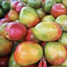 Grafted Mango Tommy Atkins (mangifera) Tropical Fruit Tree 3’-4’ feet tall