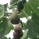 FICUS CARICA 'BLACK MISSION' FIG- APPROX 7-10 INCH