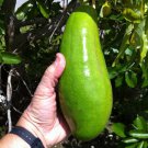 AVOCADO Long Neck (Persea Americana) Live Fruit Tree (Wilson popenoe) 12”-24”