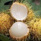 Yellow Rambutan live fruit tree 10”-20”