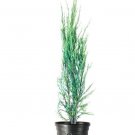 3 Blue Arrow Juniper - Large Gallon Size Plants Juniperus Scopulorum Evergreen