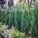 1 Blue Arrow Juniper - Large Gallon Size Plants Juniperus Scopulorum Evergreen