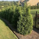 10 Thuja Arborvitae Green Giant Live Trees Evergreen Privacy Screening Plants