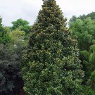 10 Southern Magnolia Grandiflora Live Trees Beautiful Evergreen Specimen Plant