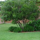 10 Wax Myrtle Live Plants Myrica Cerifera Bayberry Evergreen Hedge Shrub