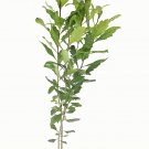 3 Wax Myrtle Live Plants Myrica Cerifera Bayberry Evergreen Hedge Shrub