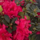 3 Azalea Red Ruffle Live Plants Red Flowering Dwarf Rhododendron Shrub Hedge