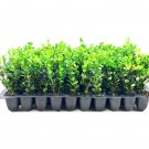10 Wintergreen Korean Boxwood Live Plant Buxus Microphylla Fast Growing Shrub