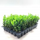 20 Wintergreen Korean Boxwood Live Plant Buxus Microphylla Fast Growing Shrub