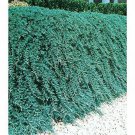 20 Blue Rug Juniper Live Plants Drought Tolerant Cold Hardy Groundcover